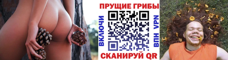 Псилоцибиновые грибы Psilocybe  Елабуга 